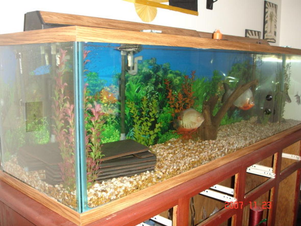 110 gallons freshwater fish tank (mostly fish and non-living decorations) - 110 gallon fish tank with a 1ft long pacu a 7 inch severum a 8 inch shortnosed gar. anda 7 inch irrodesent shark and 5 inch bala shark
