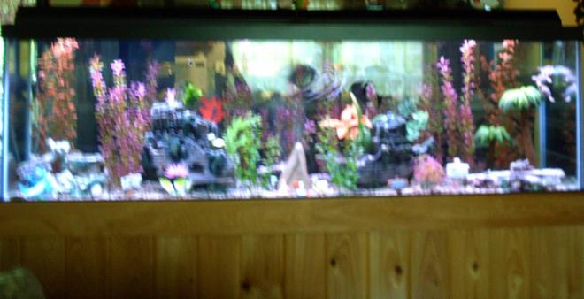 125 gallons freshwater fish tank (mostly fish and non-living decorations) - 125 gallon
