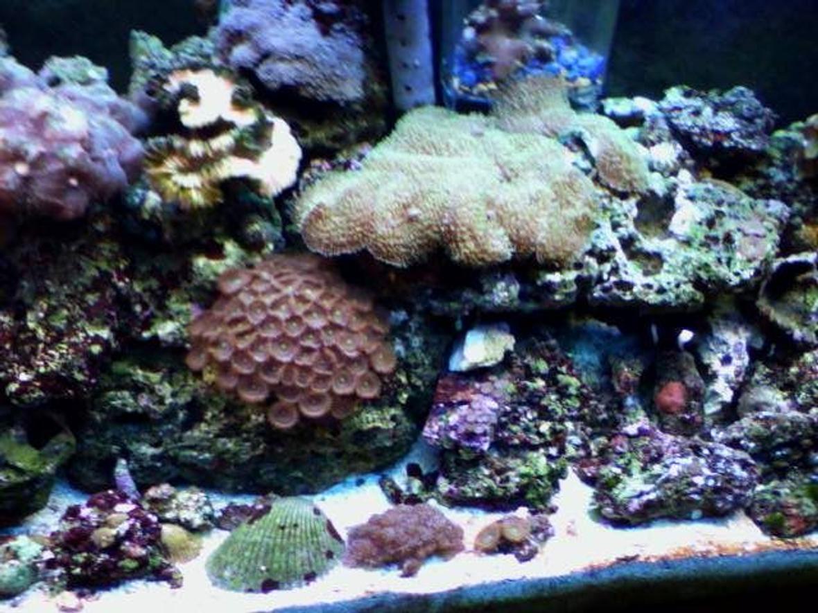 55 gallons reef tank (mostly live coral and fish) - 55 gallon reef tank
