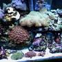 55 gallons reef tank (mostly live coral and fish) - 55 gallon reef tank