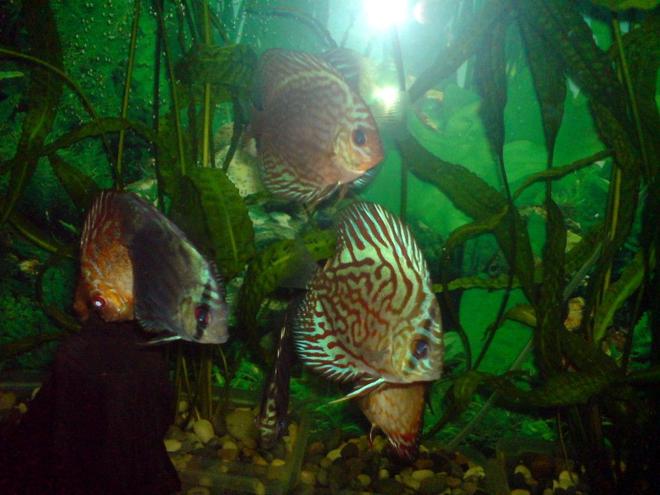 freshwater fish - symphysodon spp. - red turquoise discus stocking in 100 gallons tank - discus
