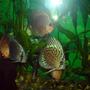 freshwater fish - symphysodon spp. - red turquoise discus stocking in 100 gallons tank - discus