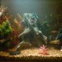 100 gallons freshwater fish tank (mostly fish and non-living decorations) - cichlide tank