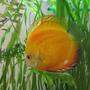 freshwater fish - symphysodon sp. - yellow marlboro discus stocking in 50 gallons tank - my 2 year old marlboro red discus,actually the first in my successful discus keeping experience.