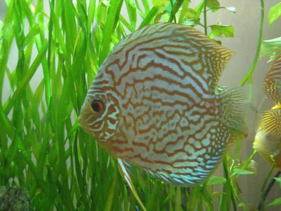 freshwater fish - symphysodon spp. - red turquoise discus stocking in 50 gallons tank - young adult red turquoise discus.