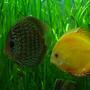 freshwater fish - symphysodon sp. - yellow marlboro discus stocking in 50 gallons tank - two of my adults.