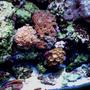 55 gallons reef tank (mostly live coral and fish) - 55 gal reef
