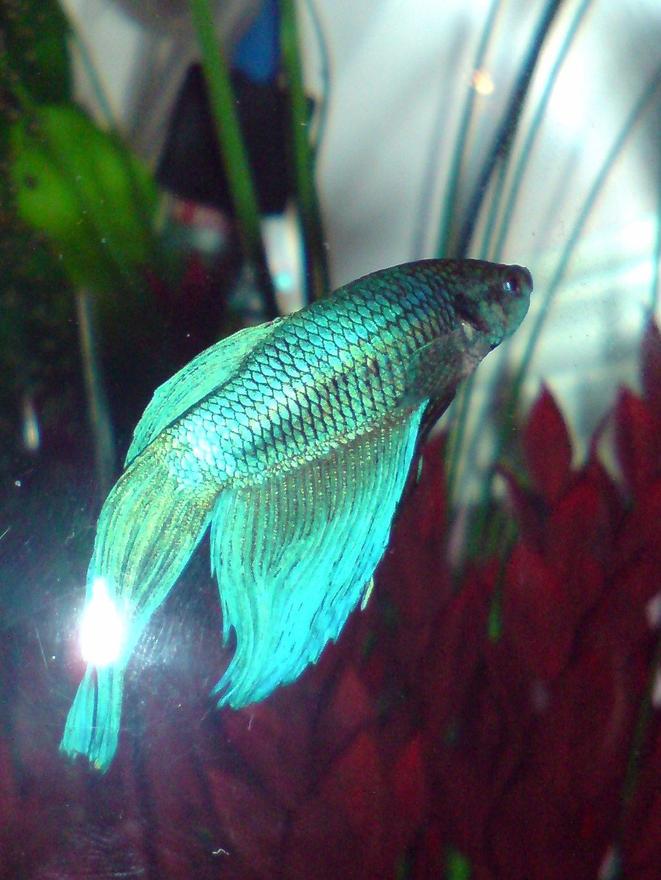 freshwater fish - betta splendens - betta - male stocking in 3 gallons tank - My Blue Fighter