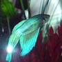 freshwater fish - betta splendens - betta - male stocking in 3 gallons tank - My Blue Fighter