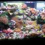 10 gallons reef tank (mostly live coral and fish) - This is my 10 gallon Reef Tank. I have about 30 lbs. of live rock, 80 watt compact light fixture, hang on filter and power head. I have several types of zoas, polythoas, and mushrooms. I also have a Green tip Frog pawn and a hybrid Torch/Frogpawn. I have a pair of Ocellaris clowns, Bicolor Blenny, Pair of Wheeler Watchman Gobies, Pistol Shrimp, and a Cleaner Shrimp.