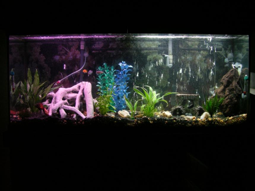 Rated #217: 75 Gallons Planted Tank - Well here it is. Not bad for my first fish tank. Least I don't think but that is why its here for you to decide.