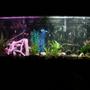 75 gallons planted tank (mostly live plants and fish) - Well here it is. Not bad for my first fish tank. Least I don't think but that is why its here for you to decide.