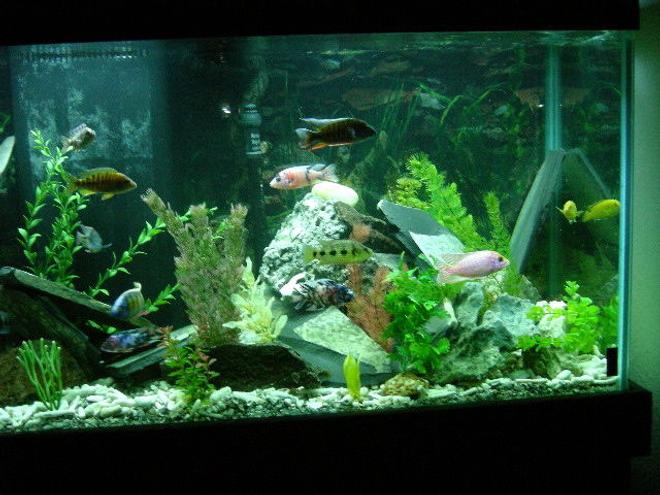 90 gallons freshwater fish tank (mostly fish and non-living decorations) - tank photo