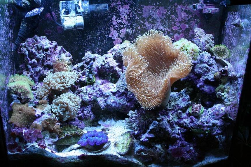 Rated #142: 75 Gallons Reef Tank - this is my 15 gal tall nano that has been running for about 2 years and will be replaced with my 90 gal reef