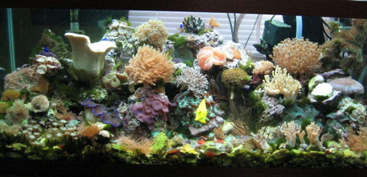 75 gallons reef tank (mostly live coral and fish) - 75 gal reef