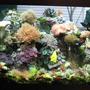 75 gallons reef tank (mostly live coral and fish) - 75 gal reef