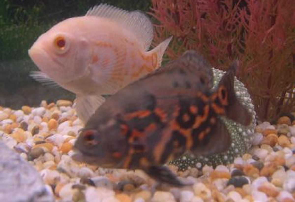 aquarium cichlids types