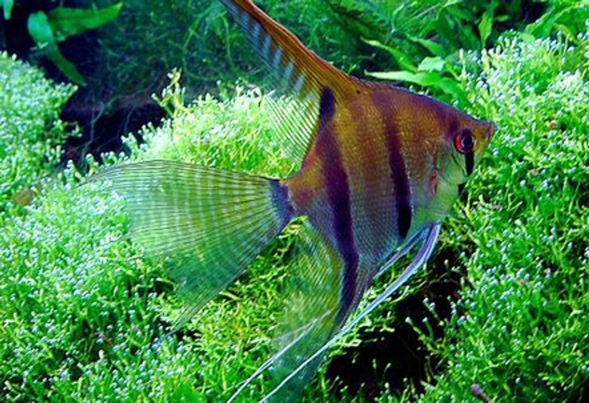 black angelfish freshwater