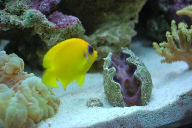 39 hector s goby