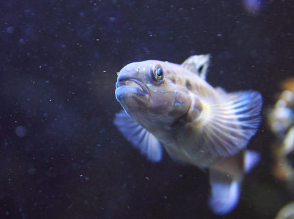 banded goby sleeper fish