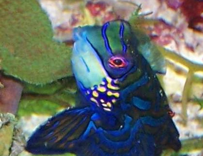 saltwater fish - synchiropus splendidus - green mandarin stocking in 220 gallons tank - Mandarin goby