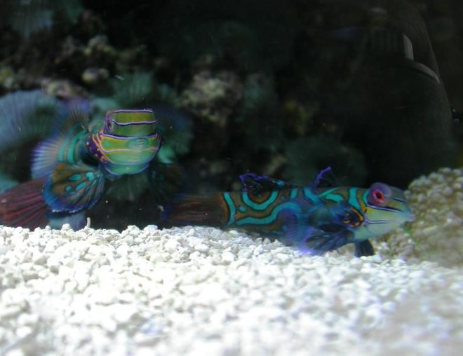 saltwater fish - synchiropus splendidus - green mandarin stocking in 160 gallons tank - A couple of Synchiropus splendidus.