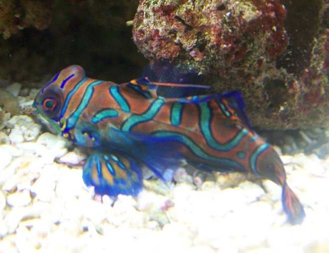 saltwater fish - synchiropus splendidus - green mandarin stocking in 46 gallons tank