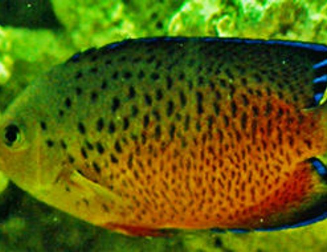 saltwater fish - centropyge ferrugatus - rusty angelfish stocking in 55 gallons tank - This is a Rusty Angelfish that resides in a 55 gallon saltwater aquarium. His name is Gizmo.