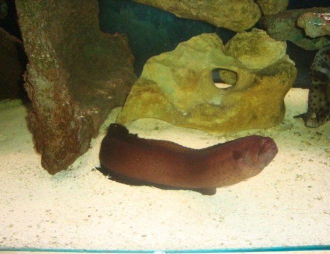 saltwater fish stocking in 310 gallons tank - My Eel.  He's 17 inches long now.