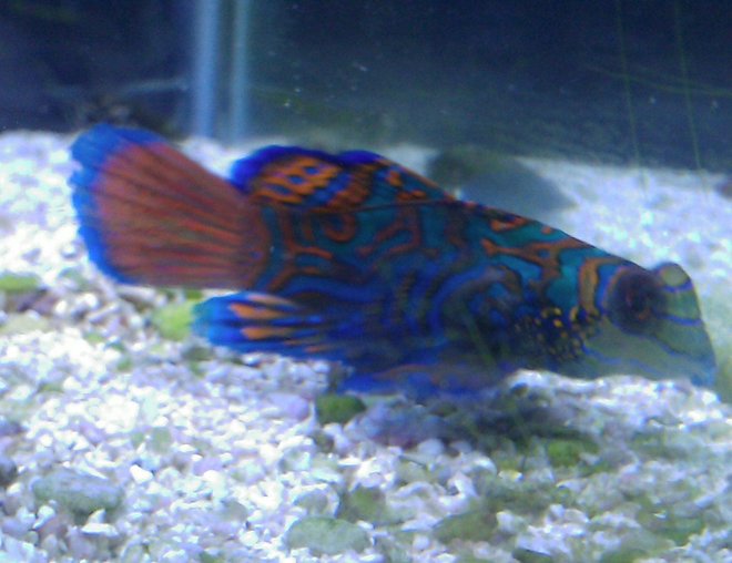 saltwater fish - synchiropus splendidus - green mandarin stocking in 55 gallons tank - Green Mandarin "Manny"