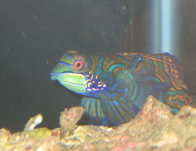 saltwater fish - synchiropus splendidus - green mandarin stocking in 10 gallons tank - Mandarian Goby at the LFS