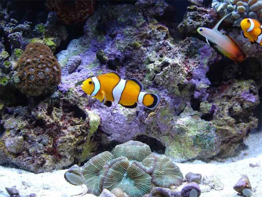 newyorkstylez s saltwater fish