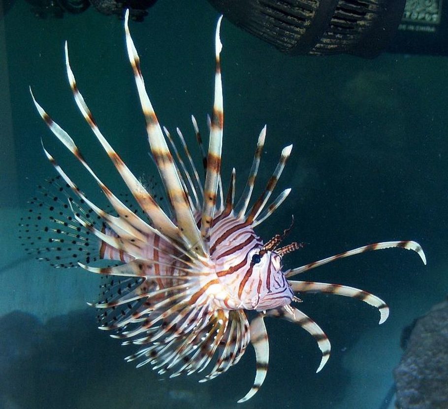 Most Beautiful Saltwater Fish ( All Time ) | RateMyFishTank.com