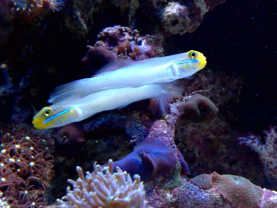 sleeper gold head goby