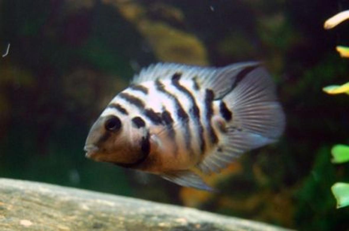 freshwater fish - archocentrus nigrofasciatus - black convict cichlid stocking in 20 gallons tank - male convict assumed 4 month old