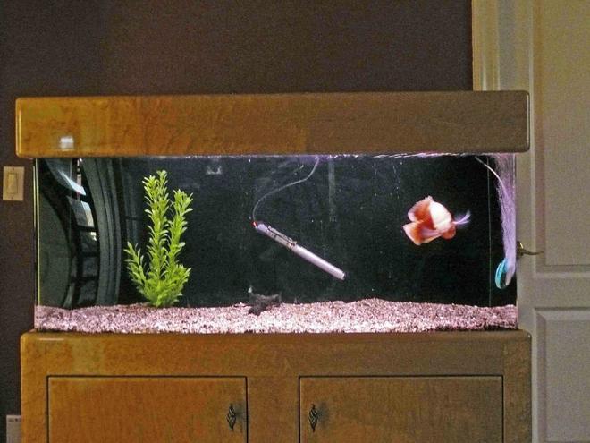 55 gallons freshwater fish tank (mostly fish and non-living decorations) - 48"L x 20"H x 14"W 55 gallons
1 albino tiger oscar