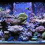 180 gallons reef tank (mostly live coral and fish) - recent pic