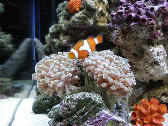 corals inverts - euphyllia paranchora - hammer / anchor coral, branching stocking in 20 gallons tank - november !!!!!! new pictures !!!!!!