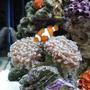 corals inverts - euphyllia paranchora - hammer / anchor coral, branching stocking in 20 gallons tank - november !!!!!! new pictures !!!!!!