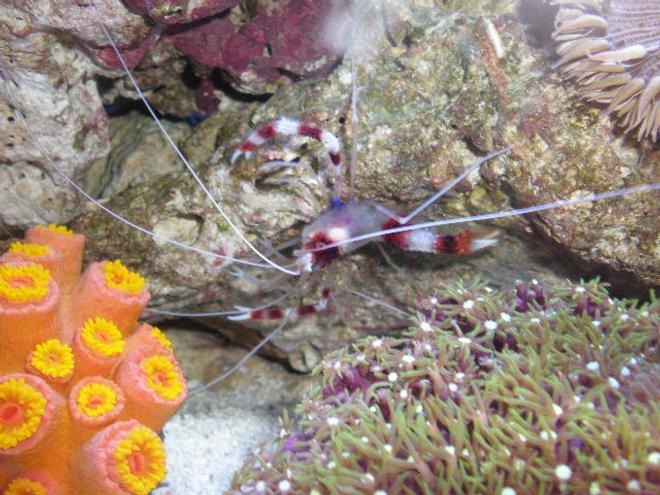 corals inverts - stenopus hispidus - banded coral shrimp stocking in 20 gallons tank - november !!!!!! new pictures !!!!!!