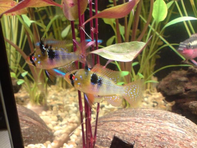 freshwater fish - papiliochromis ramirezi - german blue ram stocking in 16 gallons tank - 2 blue rams and my red bellied krib in the background.