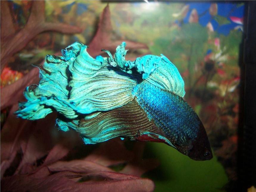 Rated #38: Freshwater Fish - Betta Splendens - Betta - Male Stocking In 72 Gallons Tank - Freddy The Betta