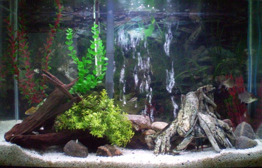 Rated #208: 50 Gallons Freshwater Fish Tank - My Tank