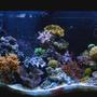 65 gallons reef tank (mostly live coral and fish) - 11-22-07 update FTS