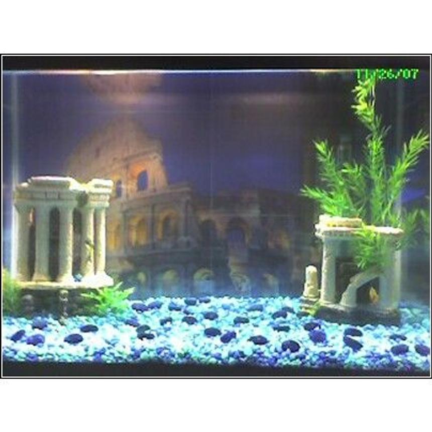 Rated #569: 10 Gallons Freshwater Fish Tank - The Coliseum