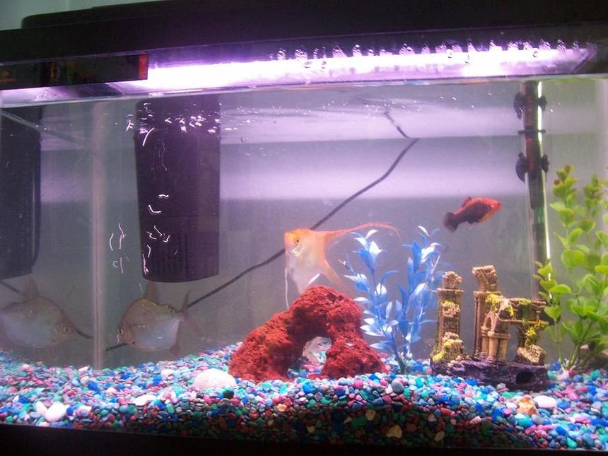 Rated #516: 29 Gallons Freshwater Fish Tank - my 10 gallon i believe, in it i have a angel(not sure what exact kind) a silver dollar(large), a dwarf frog, and a few other fish