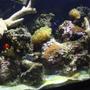 fish tank picture - my tank