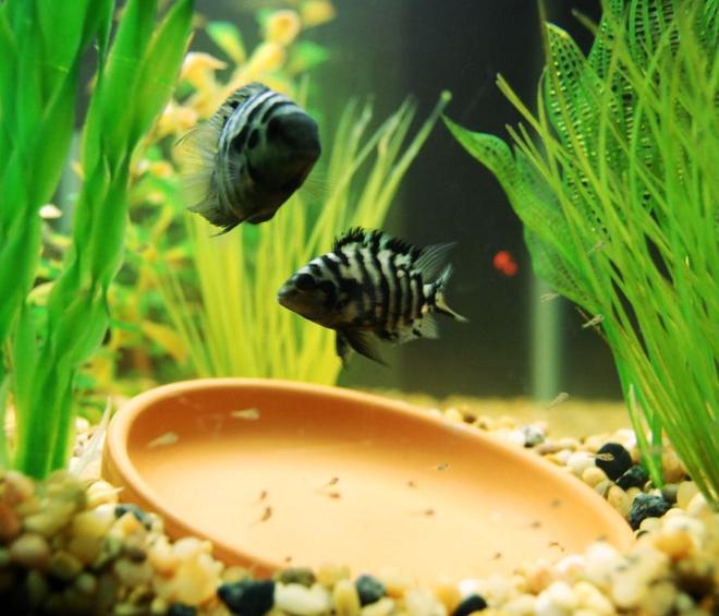 freshwater fish - archocentrus nigrofasciatus - black convict cichlid stocking in 20 gallons tank - Mommy and Daddy convict with new babies