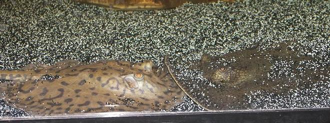 saltwater fish - urobatis halleri - round stingray stocking in 120 gallons tank - Stingrays Kissing. THIS IS FRESHWATER NOT SALTWATER, CHANGE IT BACK A-HOLE's