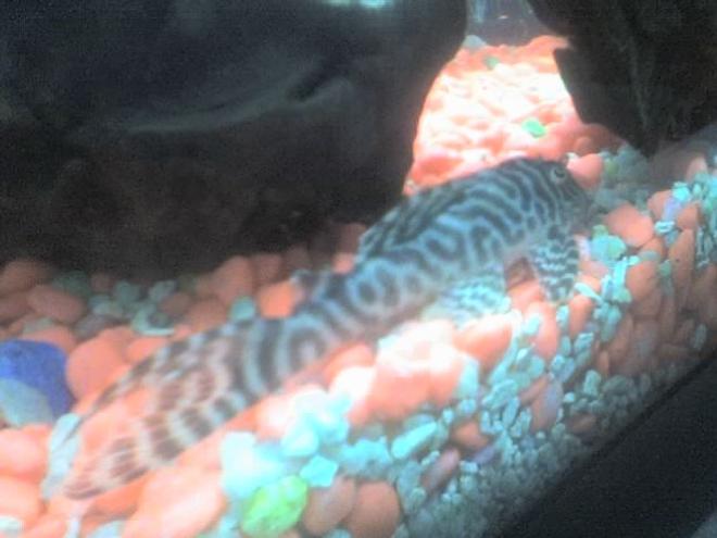 freshwater fish - hypancistrus sp. - queen arabesque pleco stocking in 30 gallons tank - my pleco